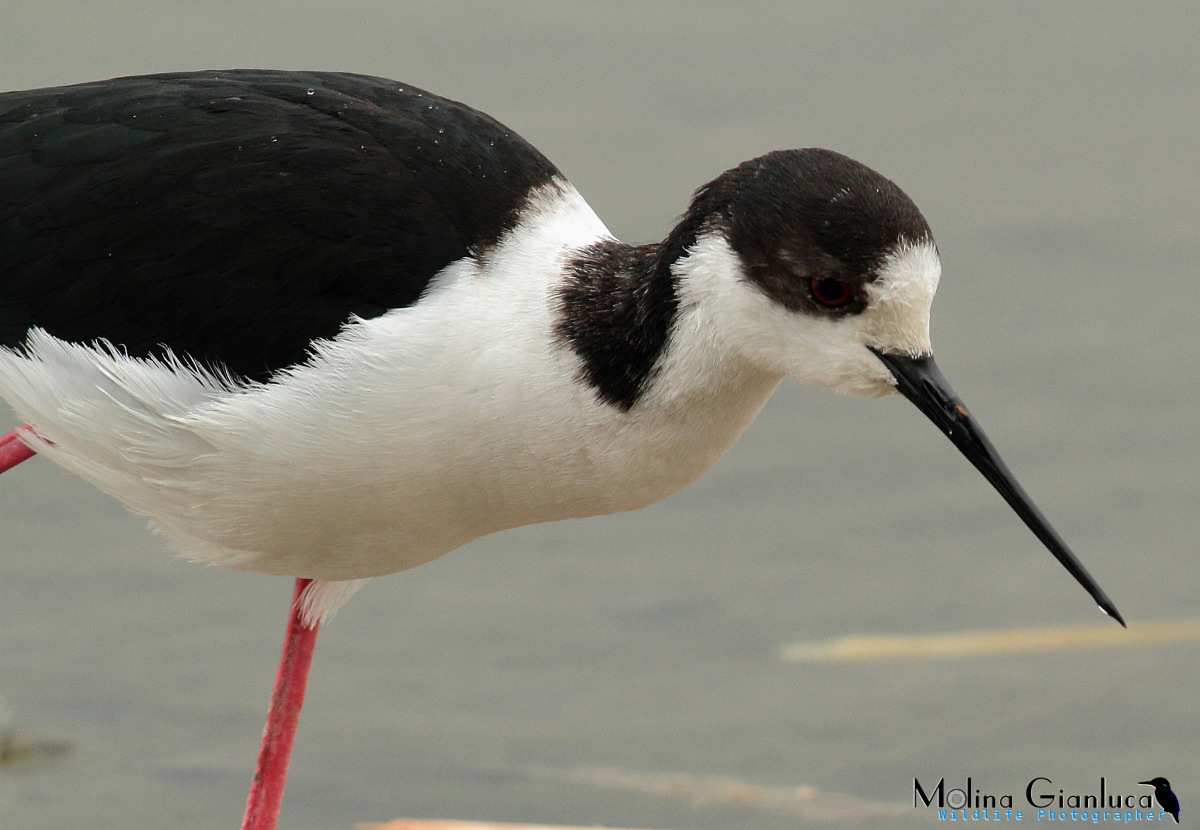 Primo piano al Cavaliere (d''Italia)